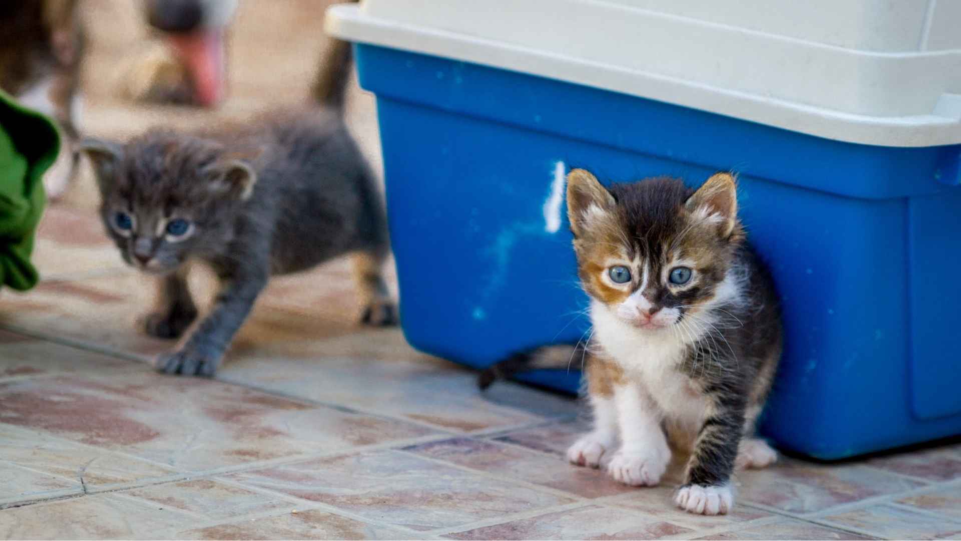 Numero de areneros por gato